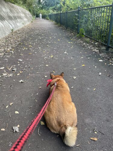 前橋市　犬の散歩代行　ランちゃん