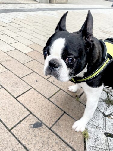 高崎市　犬の散歩代行　マシューくん