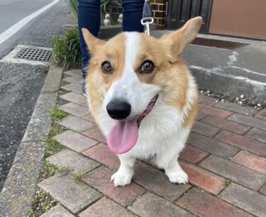 前橋市　犬の散歩代行　うにちゃん