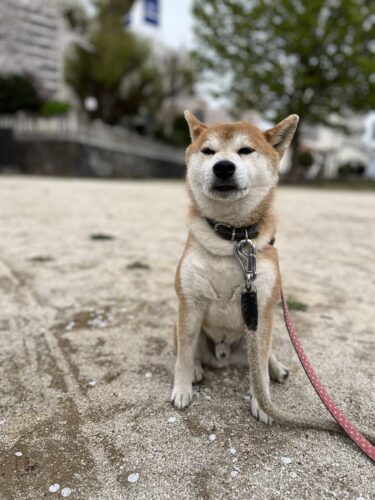 前橋市　犬の散歩代行　ゲンキくん