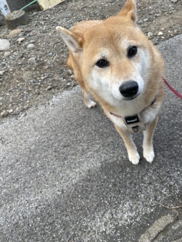 伊勢崎市　お散歩代行　メグちゃん