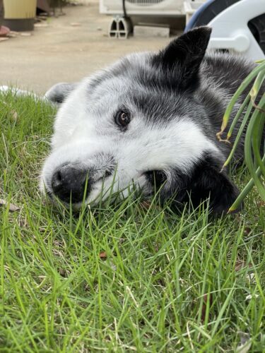 シニア犬のペットシッター(訪問介護)