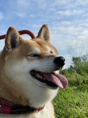 高崎市　お散歩代行　はなちゃん