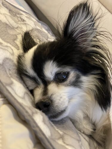 高崎市　シニア犬のペットシッター　　モイちゃん