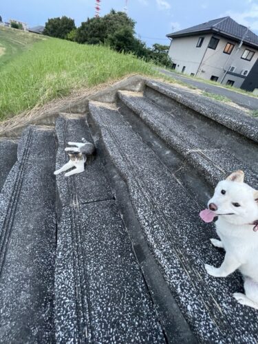 前橋市　犬の散歩代行　バクくん