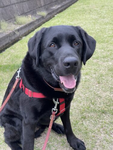 前橋市　犬の散歩代行　オスカーくん