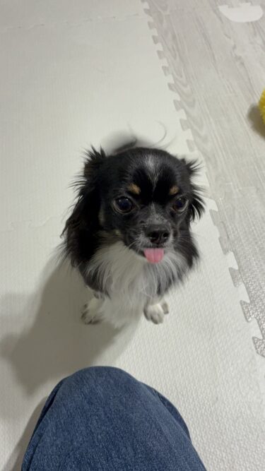 群馬県　犬のペットシッター　つむぎちゃん