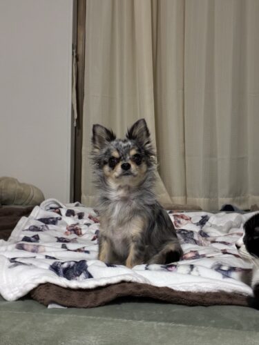 群馬県 犬のペットシッター ひめちゃん&るびーちゃん