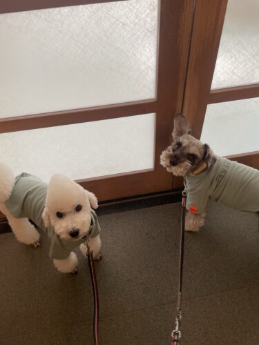 伊勢崎市　犬のペットシッター　アンジーちゃん&ポンポンちゃん