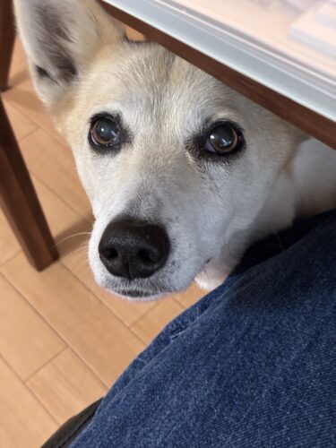 高崎市 犬のペットシッター すあまちゃん