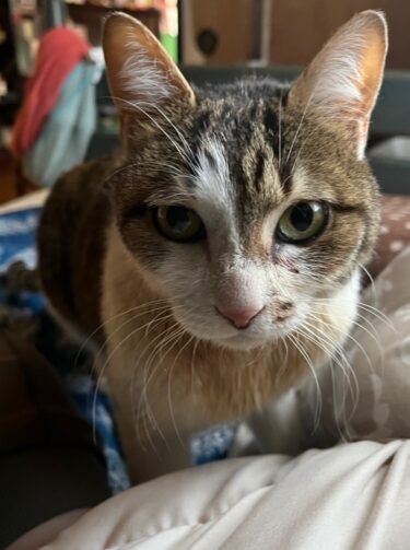 前橋市　猫のペットシッター　ペットの訪問介護　お客様の声