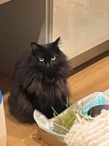 前橋市　ペットシッター　お客様の声　茶太郎くん・ママちゃん・くうちゃん・メジロくん