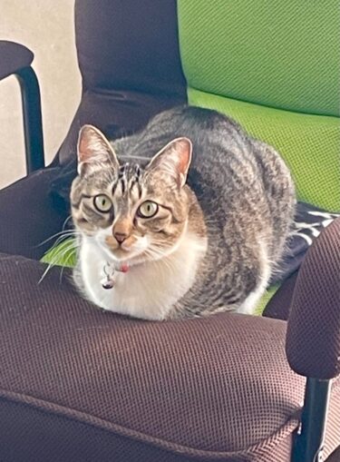 高崎市ペットシッター　ももちゃん・あんこちゃん・りんちゃん