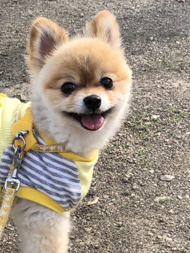 高崎市ペットシッター リアンちゃん お客様の声