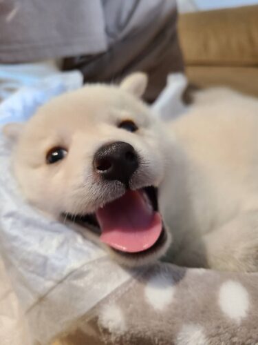 自身の生活維持の為にもペットシッターという存在が助けに|前橋市バクちゃん　お客様の声